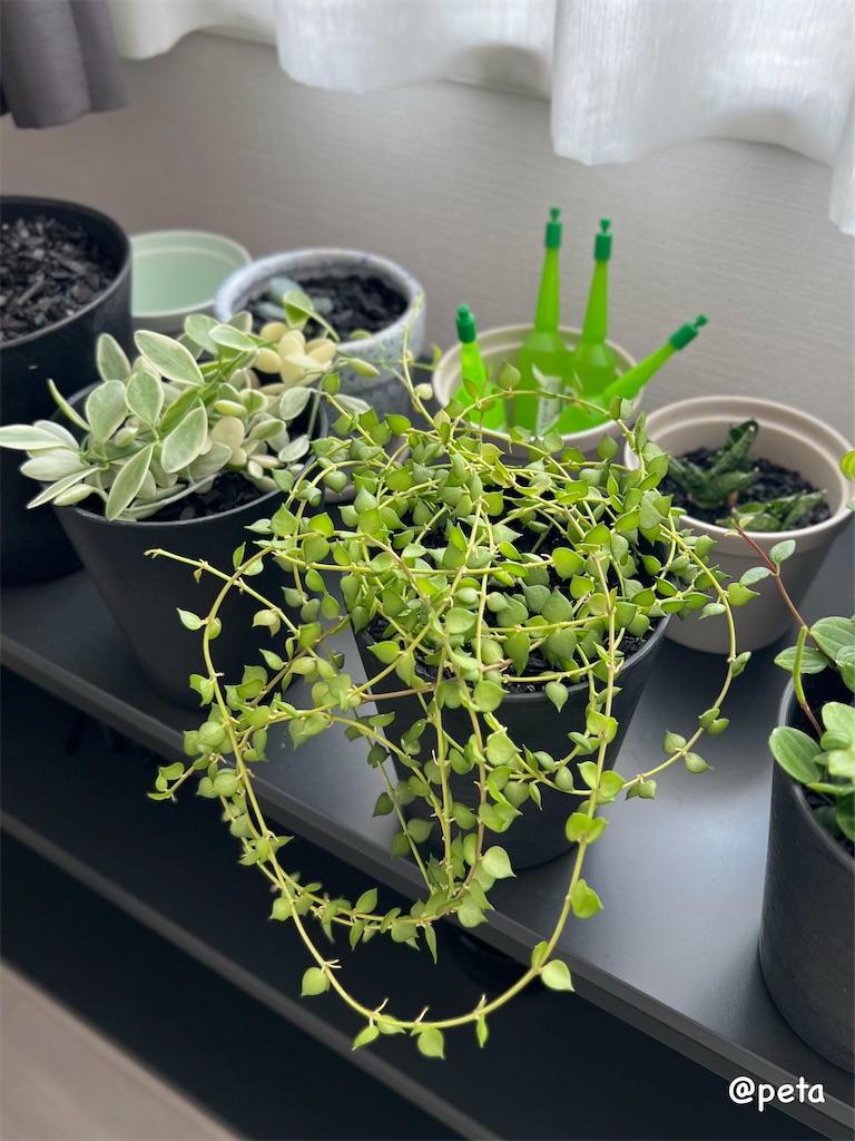 f:id:peta2o22:20250825140158j:image