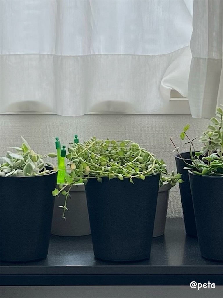 f:id:peta2o22:20250825140204j:image