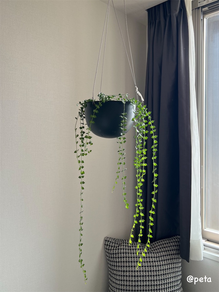 f:id:peta2o22:20250825140220j:image