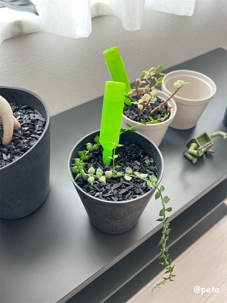 f:id:peta2o22:20250825140232j:image