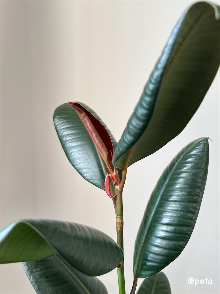 f:id:peta2o22:20250826124551j:image