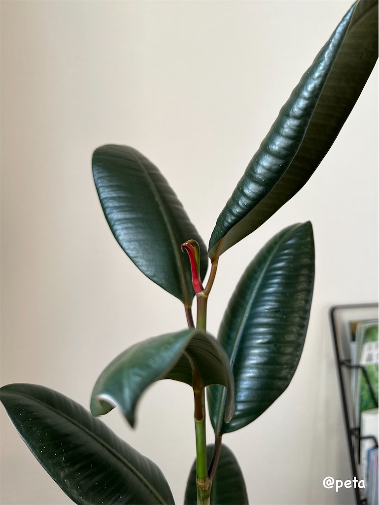 f:id:peta2o22:20250826124559j:image