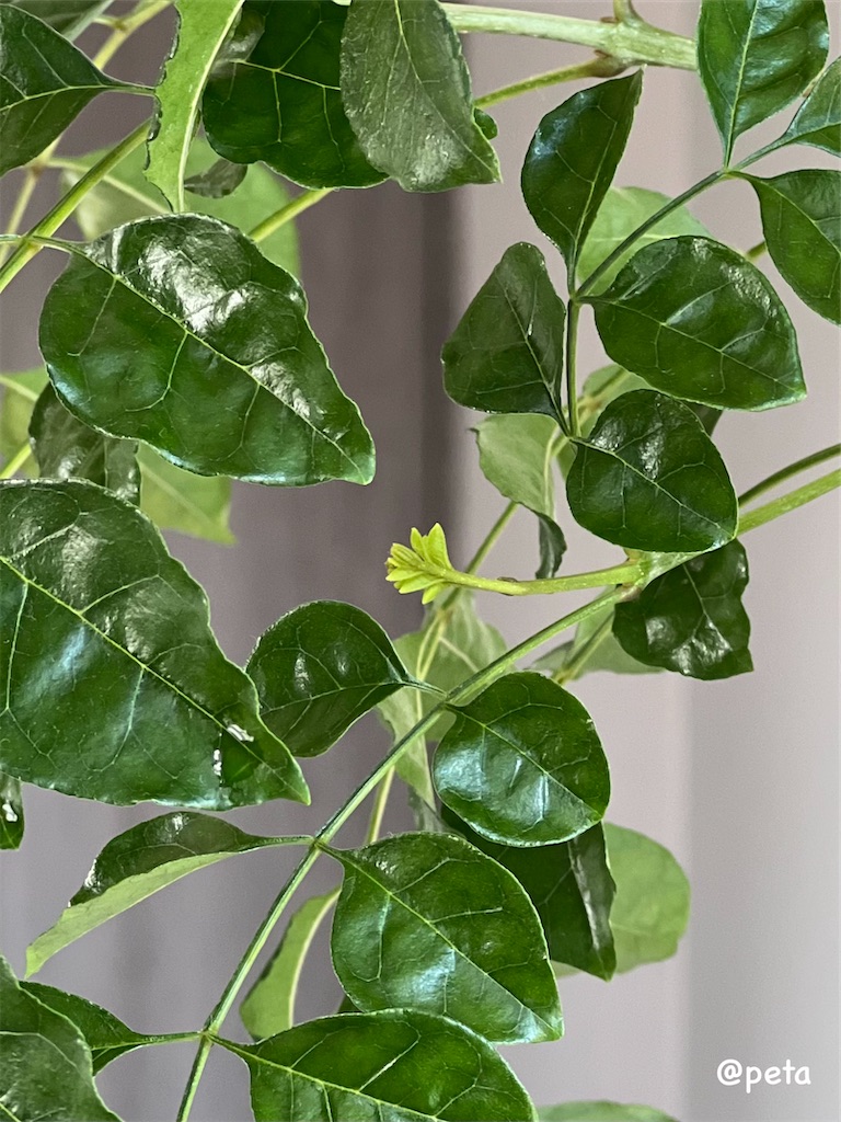 f:id:peta2o22:20250911141255j:image