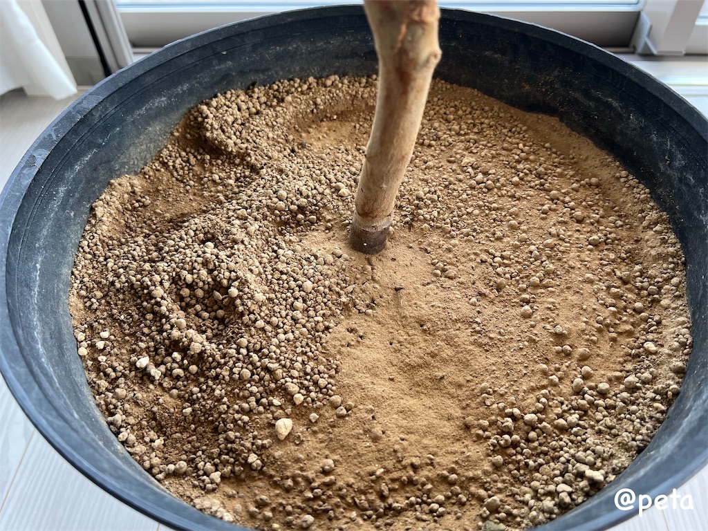 f:id:peta2o22:20250911141259j:image