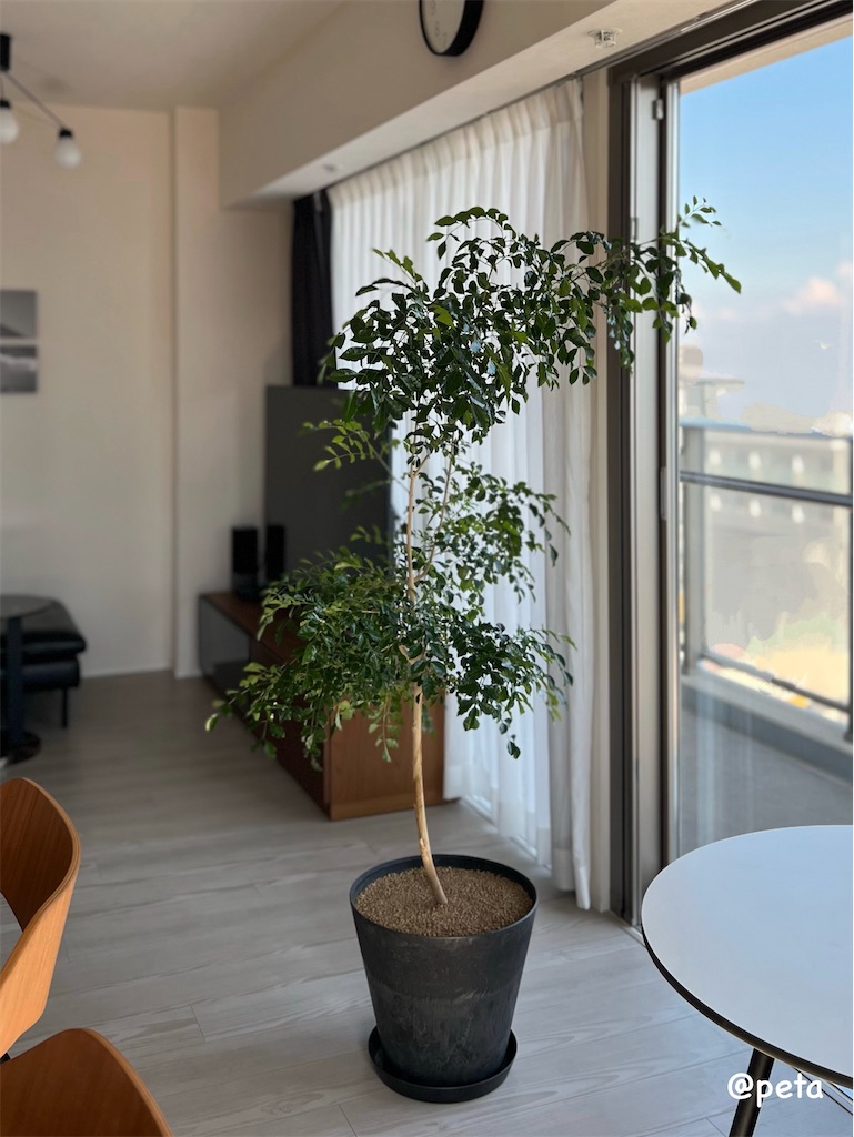 f:id:peta2o22:20250911141302j:image