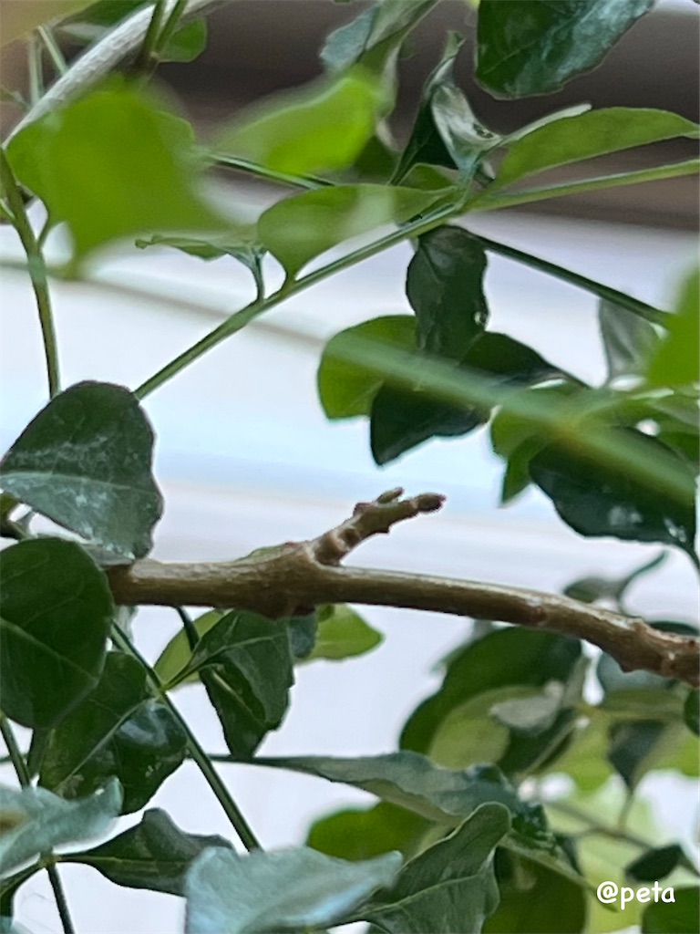 f:id:peta2o22:20250911142443j:image