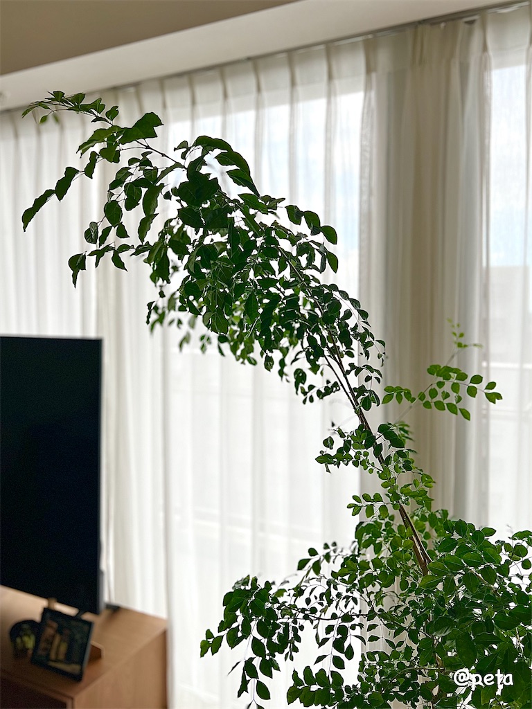 f:id:peta2o22:20250911142446j:image