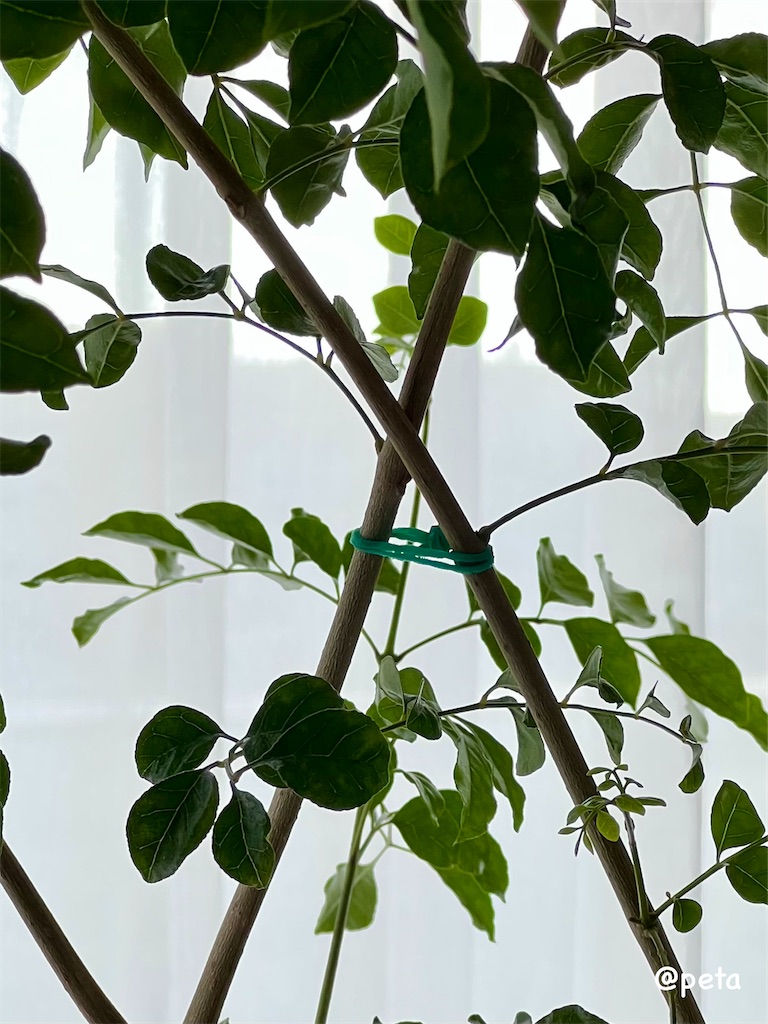 f:id:peta2o22:20250911142449j:image